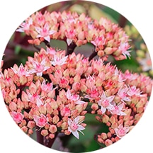 セダムプルプレウムエキス