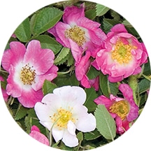 モスカータバラ葉エキス