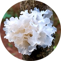 シロキクラゲ多糖体