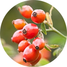 モスカータバラ種子油