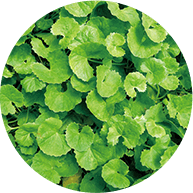 ツボクサエキス