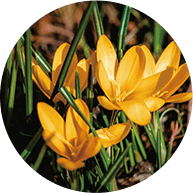 クロッカスエキス