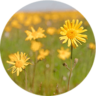 ヒマワリオイル