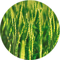 ウィートジャームオイル