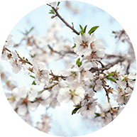 アーモンドオイル