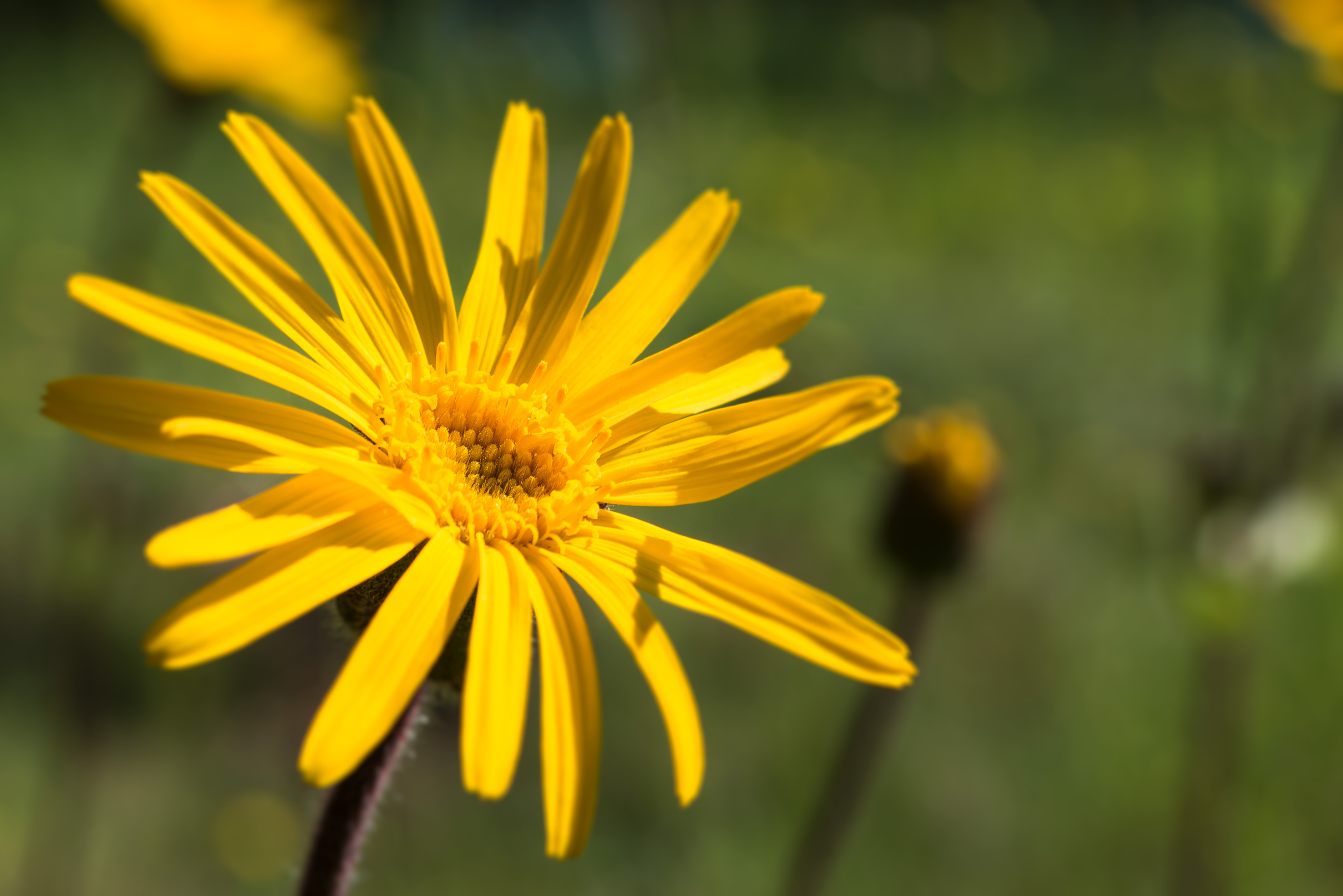 ヴェレダアルニカシリーズに配合されているアルニカの花