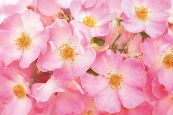 ワイルドローズ