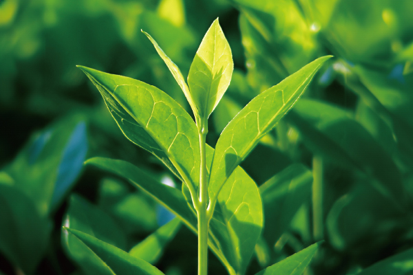 ホワイトティー