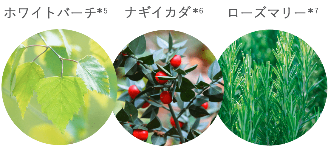 ホワイトバーチ*5/ナギイカダ*6/ローズマリー*7