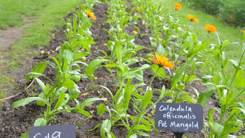 ヴェレダの製品作りにも月のリズムは関係しています