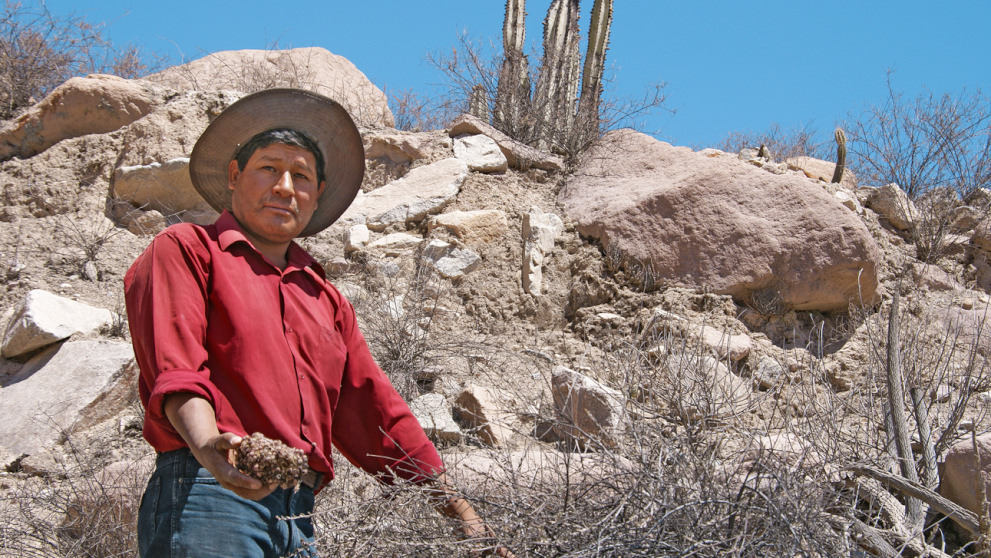 ペルー・アレキパにおける、環境的に持続可能なラタニア栽培。