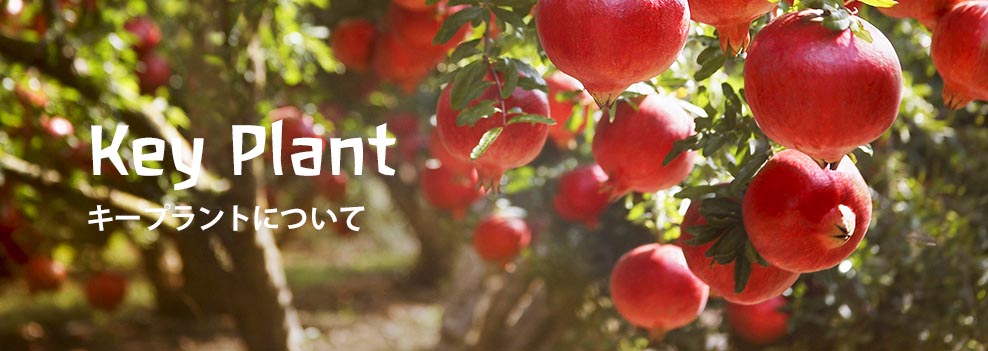 Key Plantキープラントについて